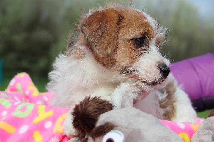 Jack Beta Frida | Jack Russell Terrier 