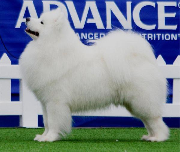 SNERZOK Jedi Fletcher | Samoyed 