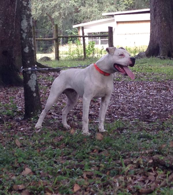 Vilorio's White Kong of Jam Up Bulldogs | American Bulldog 