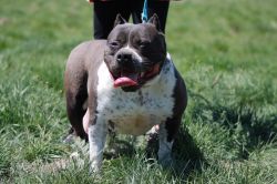 Rocafella'S midnite sugaree | American Pit Bull Terrier 