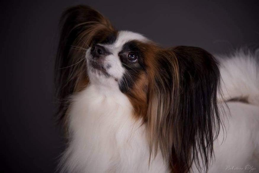 Naisa Briet Felis Gershel | Papillon 