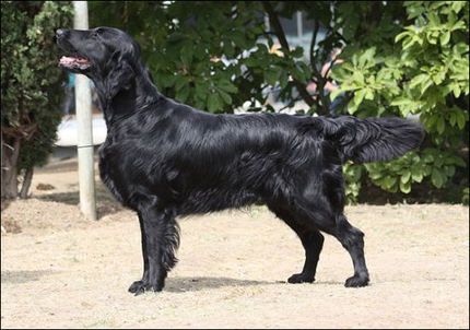 Black Mica´s Not Your Business | Flat-Coated Retriever 