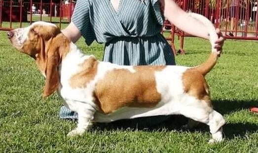 Lucilia Luzidia da Quinta da Alfarrobeira | Basset Hound 