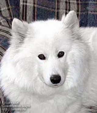 Laskovoe Oblako Ayna | Samoyed 