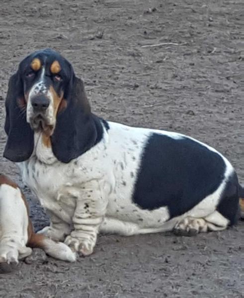 Basset Bottom's Delilah Gill | Basset Hound 