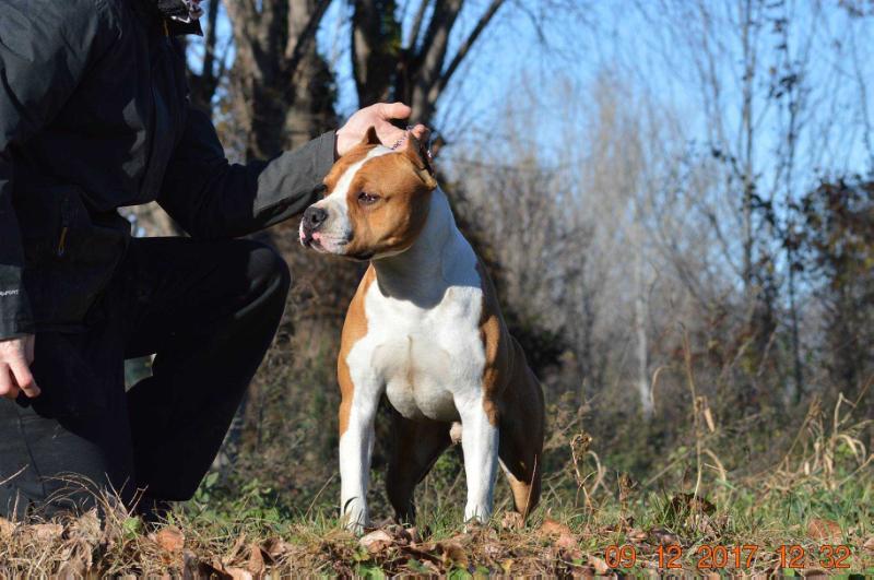 Dalì Point Break | American Staffordshire Terrier 