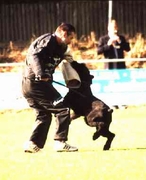 Leo vom Hatzbachtal | Giant Schnauzer 