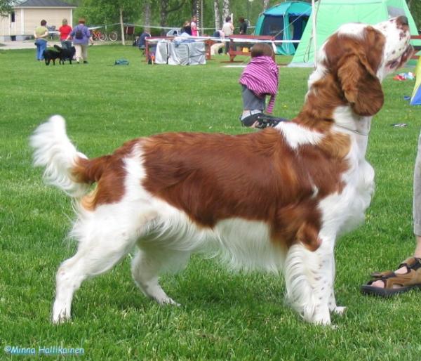 Rocbee Yo-Yo | Welsh Springer Spaniel 