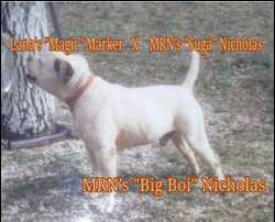 M.R.N. Big Boy Nicholas | Alapaha Blue Blood Bulldog 