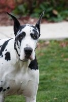 Saravilla's Luck V Ferridane | Great Dane 