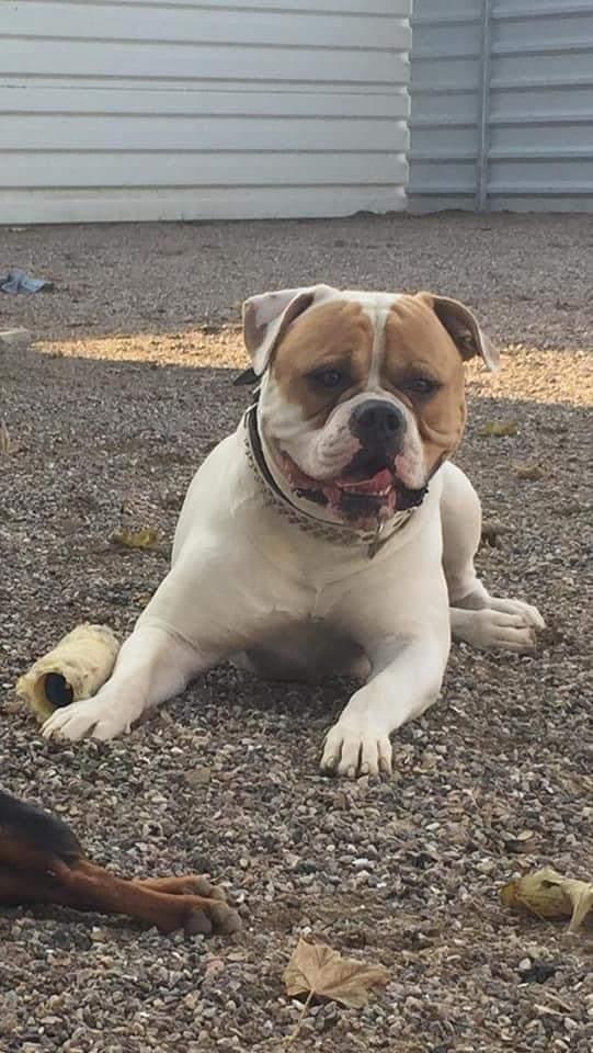 Avalon's Obelix | American Bulldog 