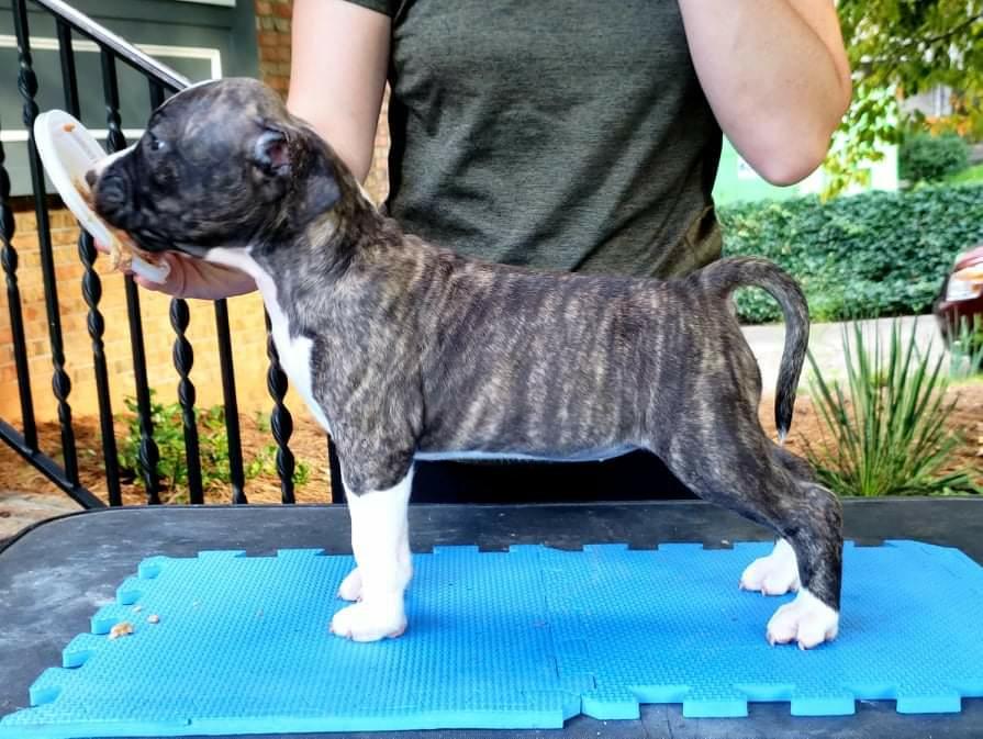 Buttermilk &amp; Ambition's Ripple Effect | American Staffordshire Terrier 