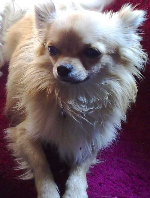 Elvin Rainbow Oberon Sage (Pixie) | Chihuahua 
