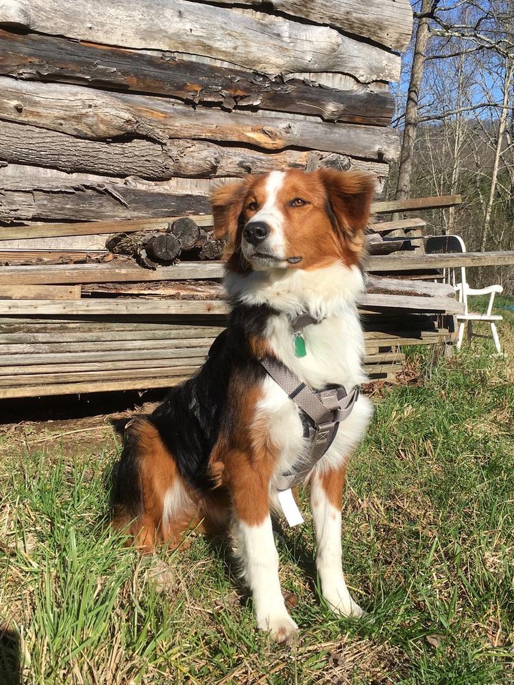 Town&amp;Country's Gabriel Sabbat Kochanski | English Shepherd 