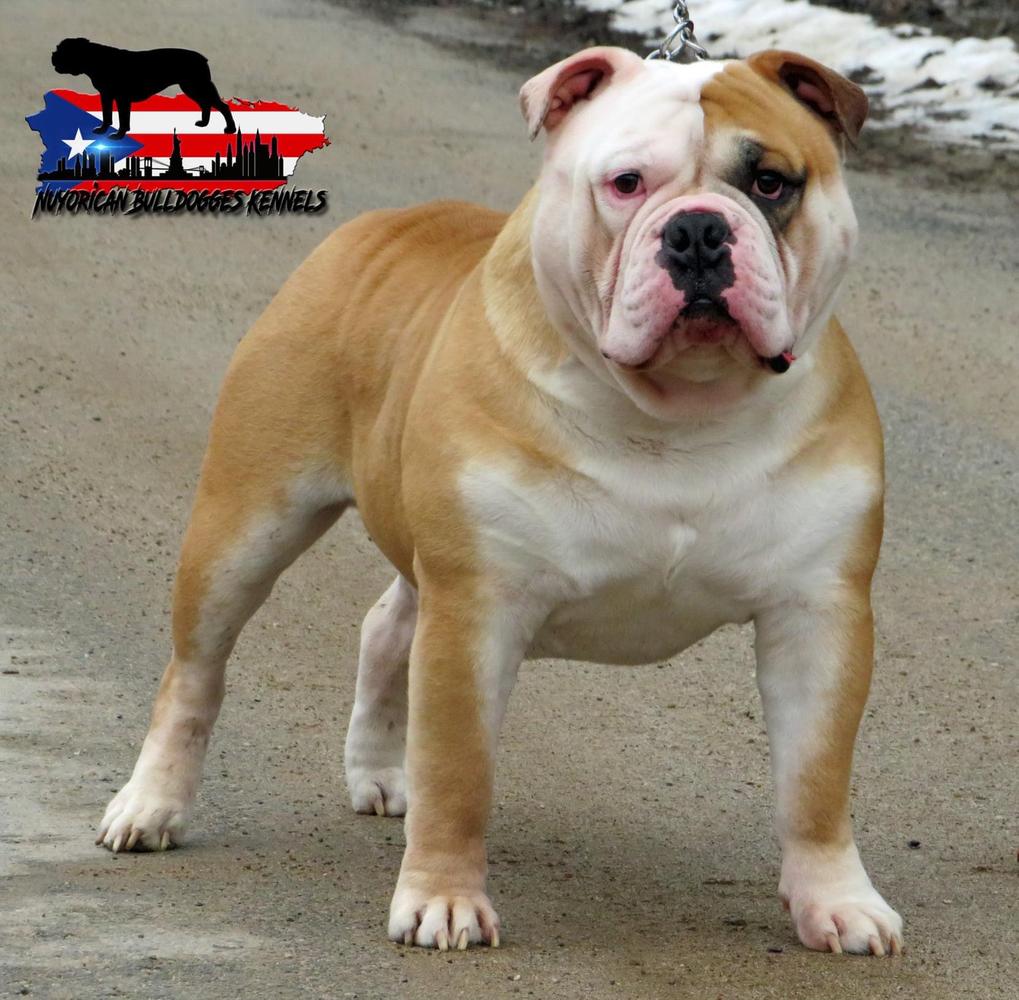 Nuyorican Bulldogges Milo | Olde English Bulldogge 