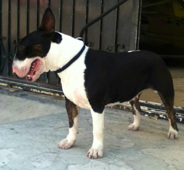 Krypton's Black Mamba (Uriza) | Bull Terrier 