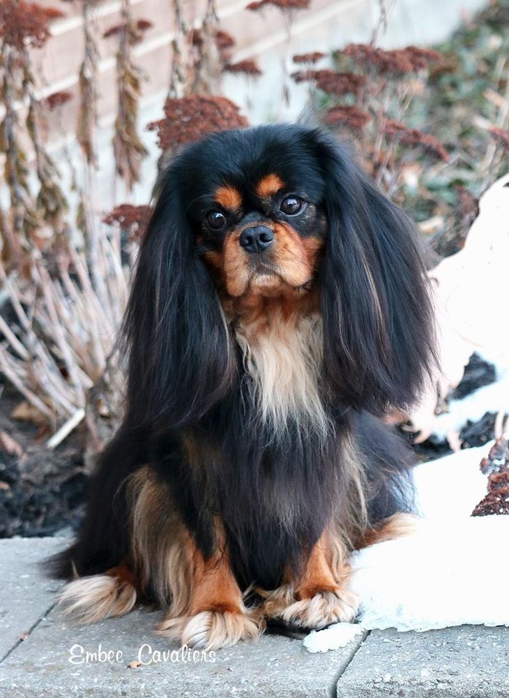 Embee’s Tasmanian Night | Cavalier King Charles Spaniel 