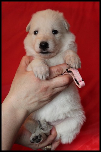 Disadonna lady nagoyan | White Swiss Shepherd Dog 