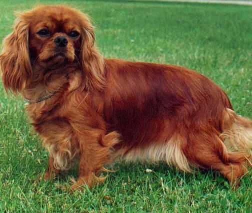 Ursella De Sophline | Cavalier King Charles Spaniel 