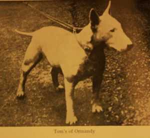 Toms of Ormandy | Bull Terrier 