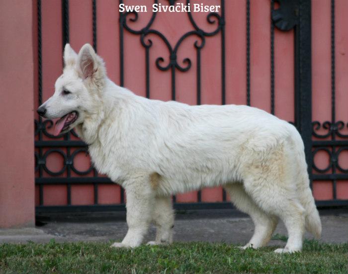 Swen Sivacki Biser | White Swiss Shepherd Dog 