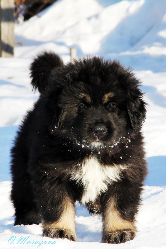 Rus Antares Arsalan Dlja Like Vizhe Trel | Tibetan Mastiff 