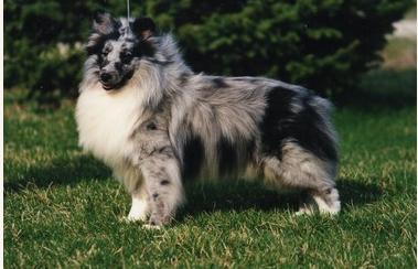 Odyssey Basic Blues | Shetland Sheepdog 