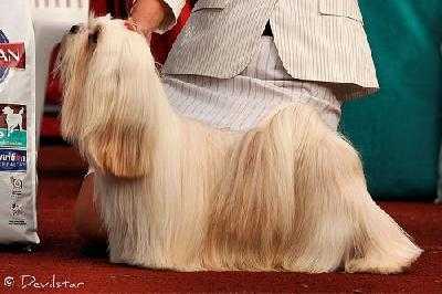 RUFKINS MONARCHS LOVE BYTES | Lhasa Apso 