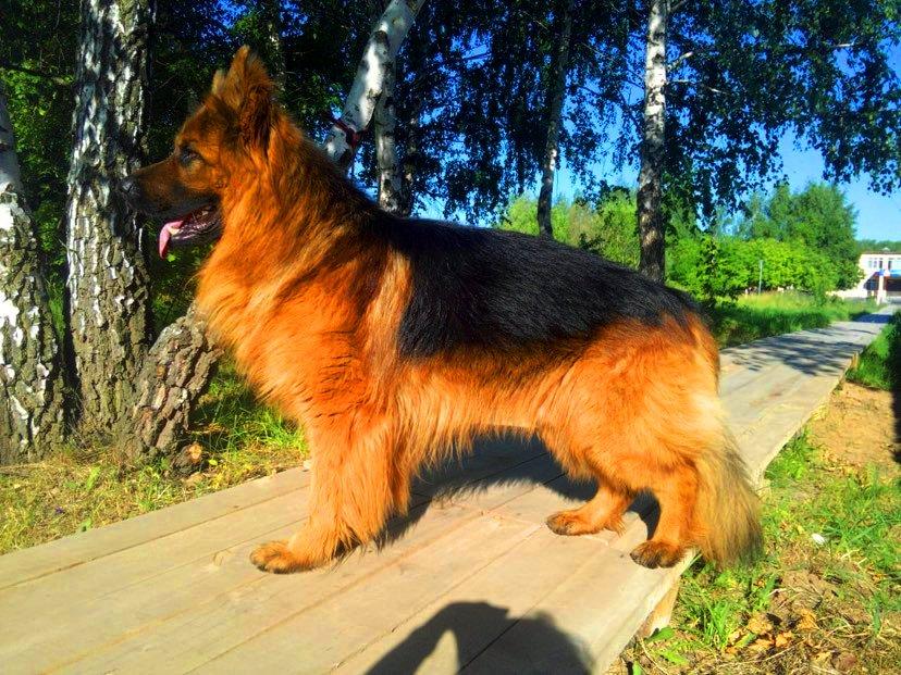 VAN LEN TIME SINGER | German Shepherd Dog 