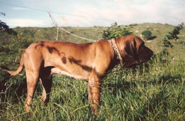 Poguacu do Caramona | Fila Brasileiro 