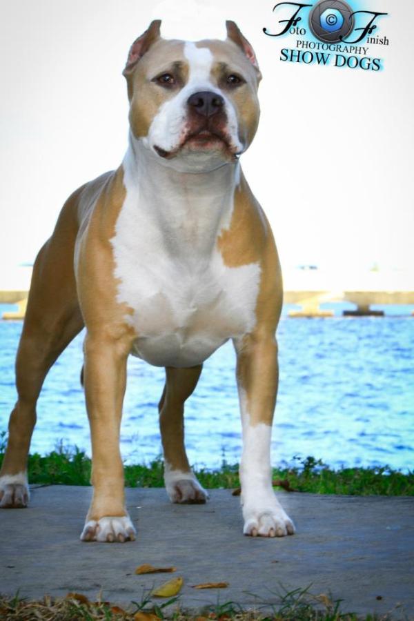 Eternity's Playin With Fire | American Pit Bull Terrier 