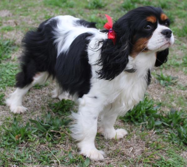 My Girl Ellie di Royalty | Cavalier King Charles Spaniel 