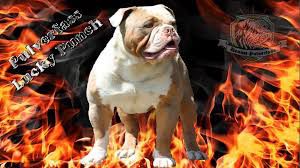 Pulverfass Lucky Punch | Olde English Bulldogge 