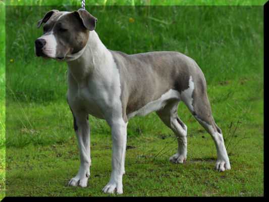 Blue Rising Star Indian Summer | American Staffordshire Terrier 