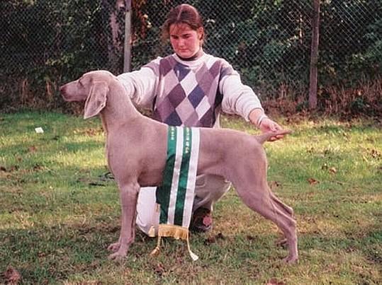 Sireva Phancue | Weimaraner 