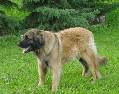 Lionhill's Kelly | Leonberger 