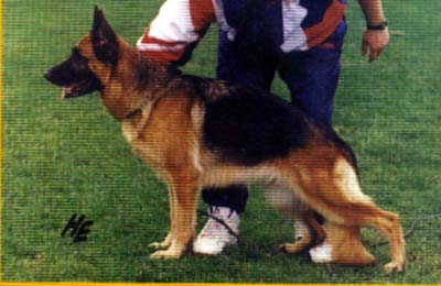 Diana vom Steffen Haus | German Shepherd Dog 