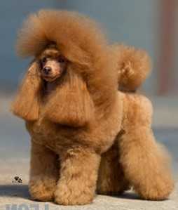 Tirkane Coeur De Lion | Poodle 
