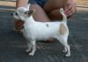 DUPPY NIGHTINGALE | Chihuahua 