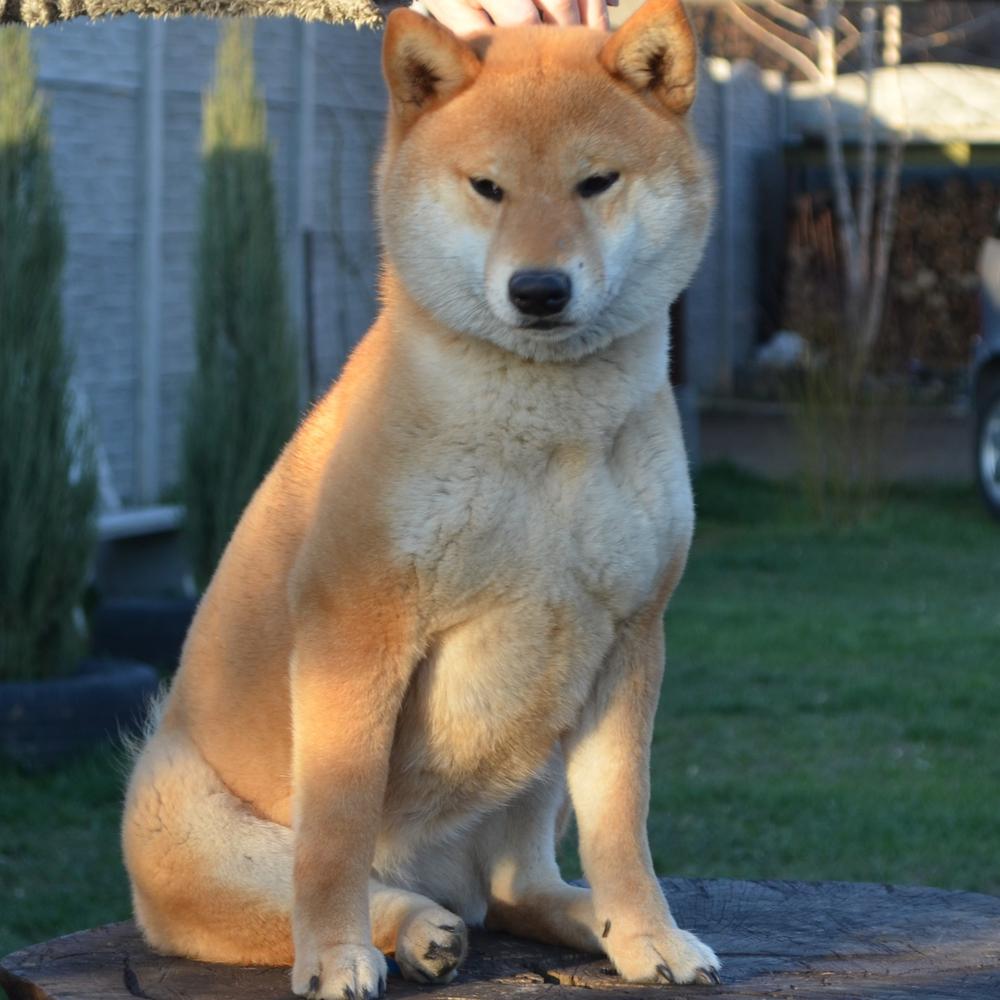 Faiter Together With The Moon | Shiba Inu 