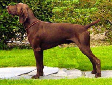 Dagobert vom hege-Haus | German Shorthaired Pointer 