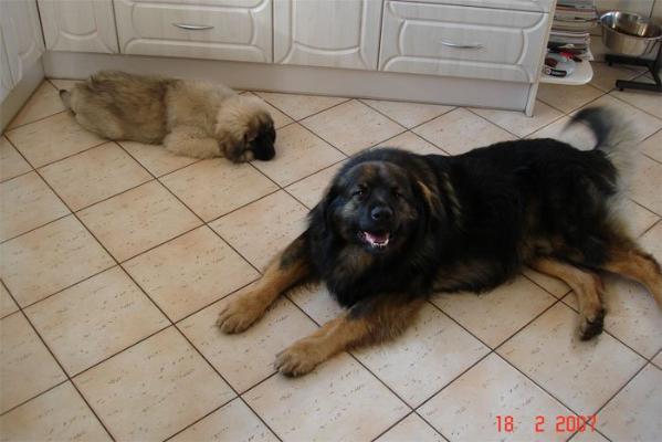 APIS Bocka | Leonberger 