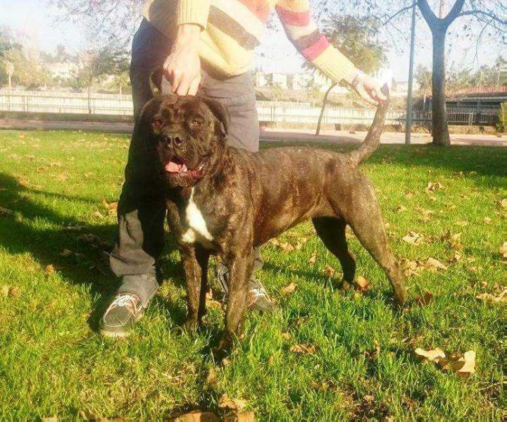 Omnia Ottoman Guardiana | Cane Corso 