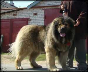 Tadzh Makhal Iz Stolitsy Sibiri | Caucasian Mountain Dog 