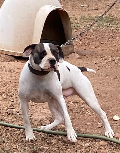 Cowan’s Sassy | American Bulldog 