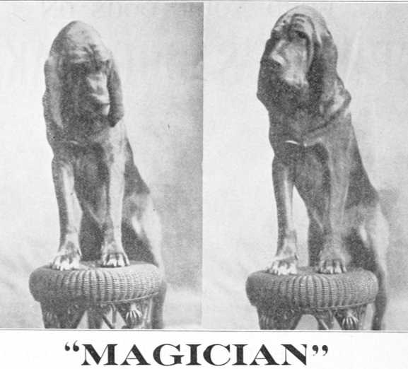 Magician | Bloodhound 