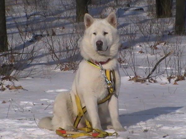 DANCING QUEEN | Alaskan Malamute 