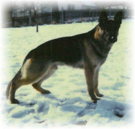 Bär von der Seehalde | German Shepherd Dog 