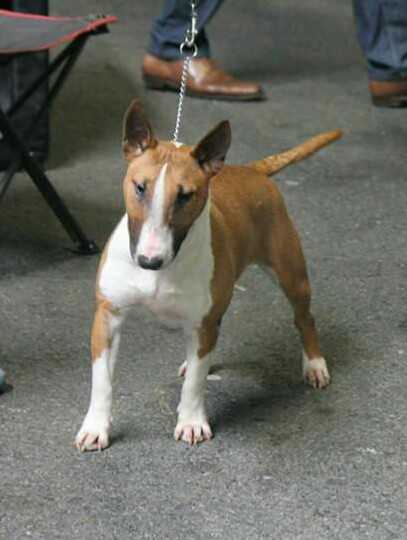 Lemon Skull du Val de Serbonnes | Miniature Bull Terrier 