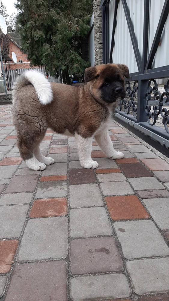 Alesta | Akita 